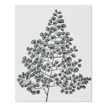 Maidenhair Fern