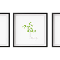 Maidenhair Fern Illustration |  Fern Series