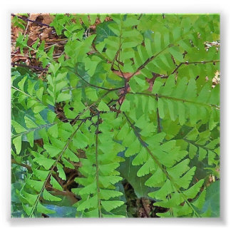 Maidenhair Fern Photo Print