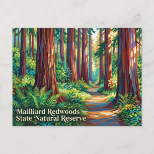 Mailliard Redwoods State Natural Reserve Postcard