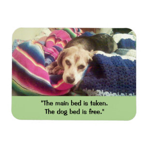 "Main Bed Taken / Dog Bed Free" 3x4 Photo Magnet