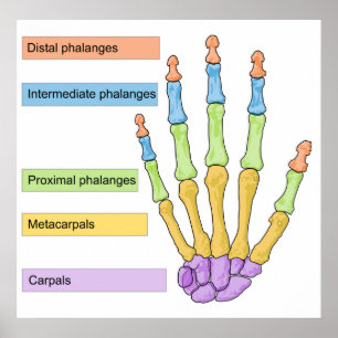 Main Bone Division Chart of the Right Human Hand