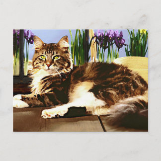 Main Coon Cat Postcard