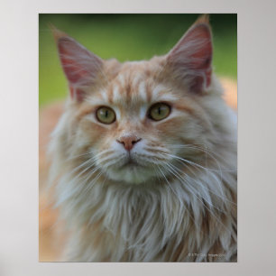Main coon cat poster