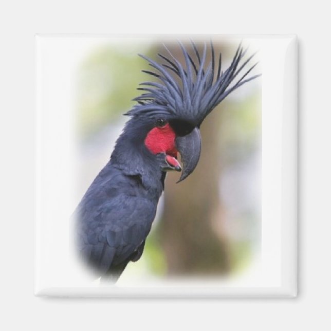 Main Palm COCKATOO Pet Bird Magnet (Front)