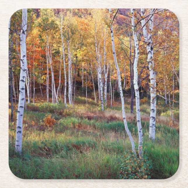 Maine, Acadia National Park, Autumn Square Paper Coaster (Front)