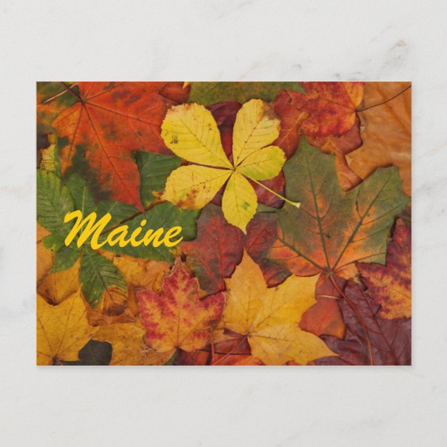 Maine Autumn Leaves Postcard (Front)