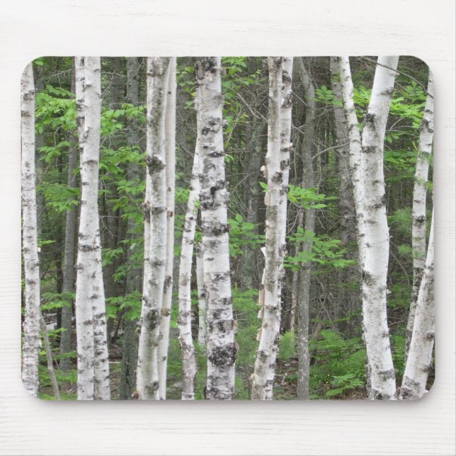 Maine Birch Grove Mouse Pad (Front)
