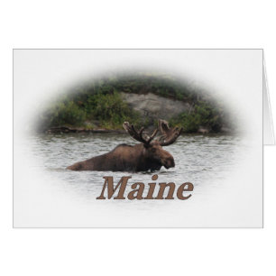 Maine Bull Moose