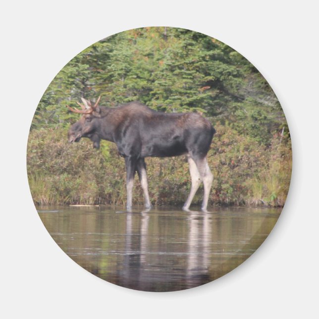 Maine Bull Moose Magnet (Front)