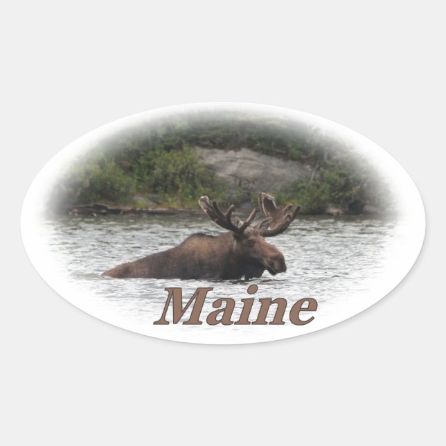 Maine Bull Moose Oval Sticker (Front)