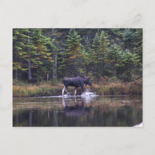 Maine Bull Moose Postcard