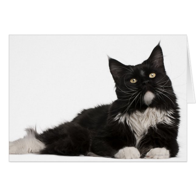 Maine Coon (15 months old) (Front Horizontal)