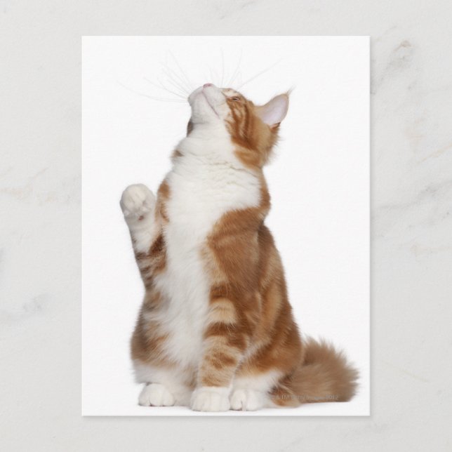 Maine Coon (6 months old) sitting and looking up Postcard (Front)