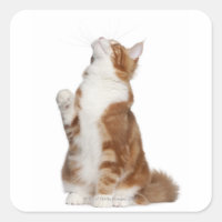 Maine Coon (6 months old) sitting and looking up