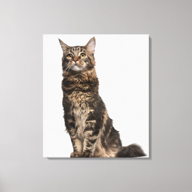Maine Coon (8 months old) 2 Canvas Print (Front)