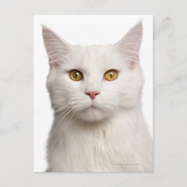 Maine Coon (8 months old) 2 Postcard (Front)