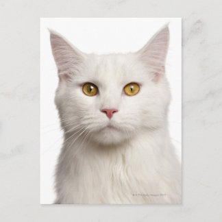 Maine Coon (8 months old) 2 Postcard
