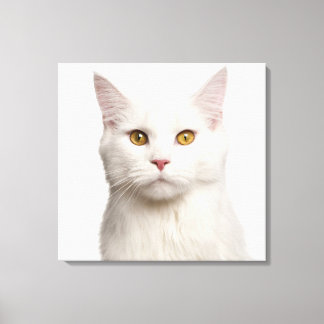 Maine Coon (8 months old) Canvas Print