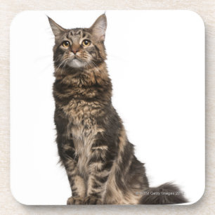 Maine Coon (8 months old) Coaster