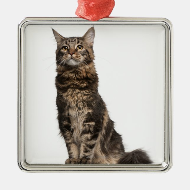 Maine Coon (8 months old) Metal Tree Decoration (Front)