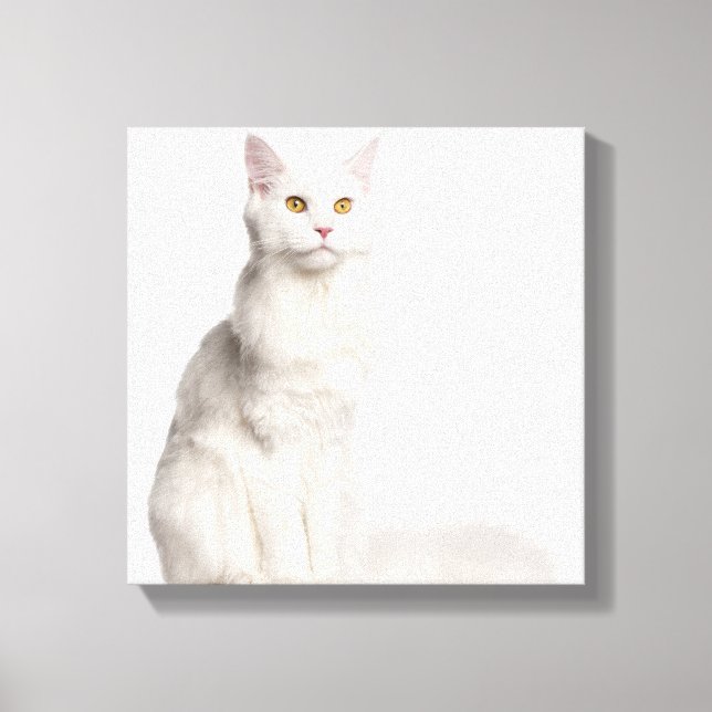 Maine Coon (8 months old) sitting Canvas Print (Front)