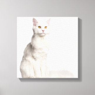 Maine Coon (8 months old) sitting Canvas Print