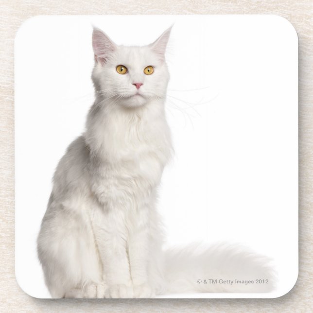 Maine Coon (8 months old) sitting Coaster (Front)