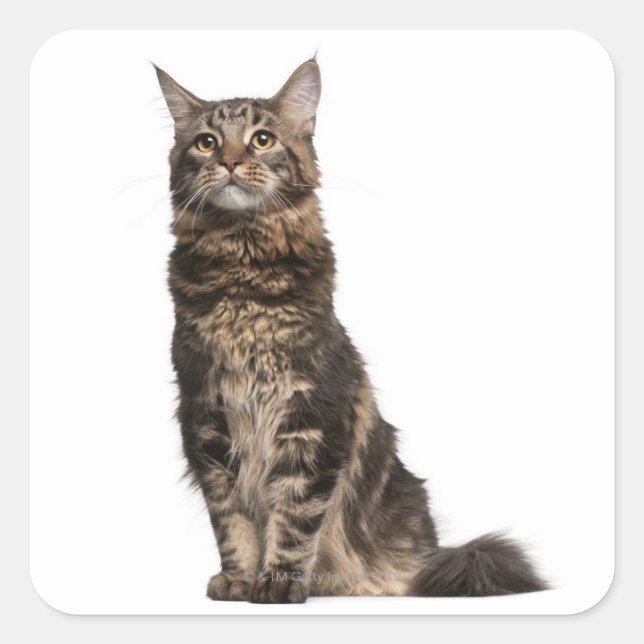 Maine Coon (8 months old) Square Sticker (Front)