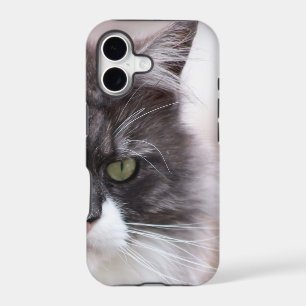 Maine Coon Cat