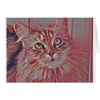 Maine Coon cat