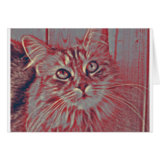 Maine Coon cat (Front Horizontal)