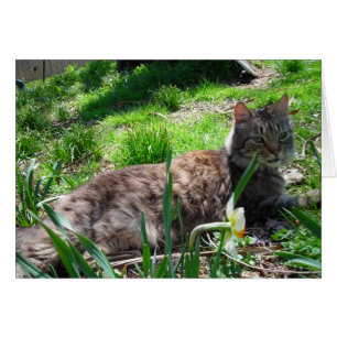 Maine Coon Cat