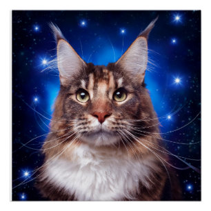 Maine Coon Cat Blue Background Stars Poster