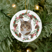 maine coon cat