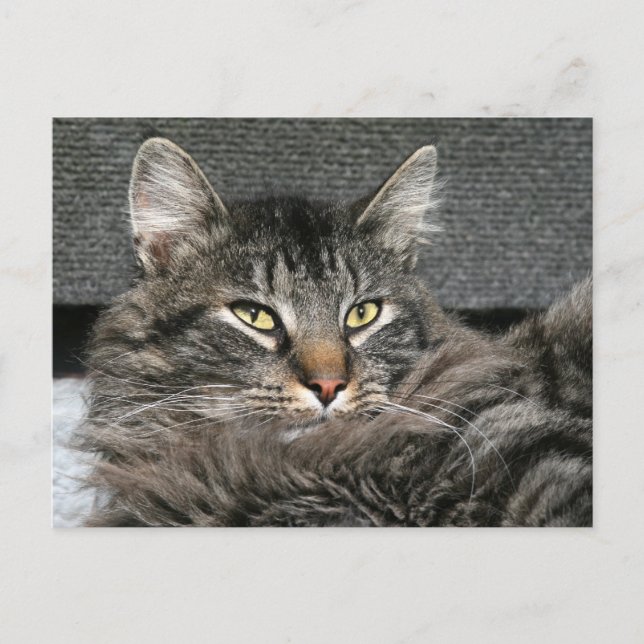 Maine Coon cat face Postcard (Front)
