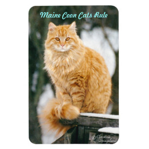 Maine coon cat Flexible Magnet