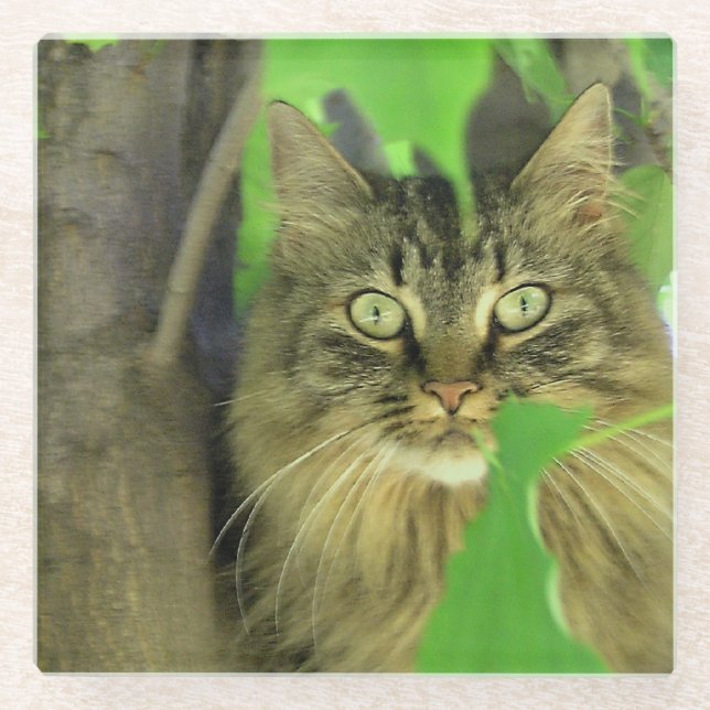 Maine Coon Cat in Tree Glass Coaster (Front)