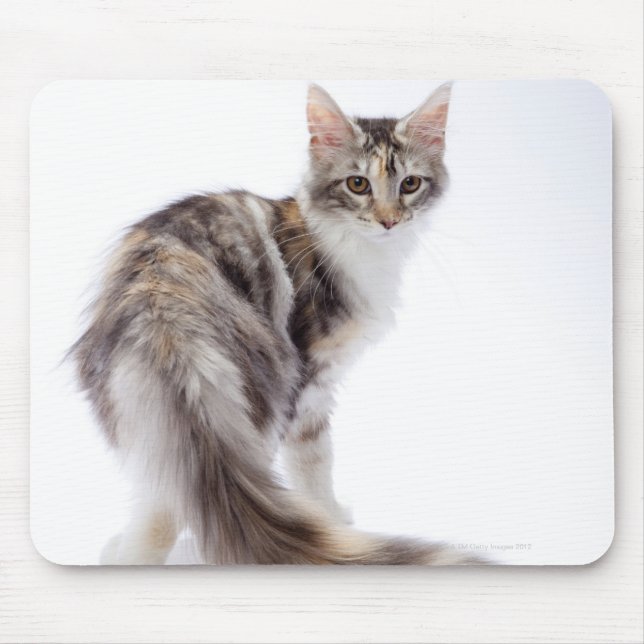 Maine Coon cat Mouse Pad (Front)