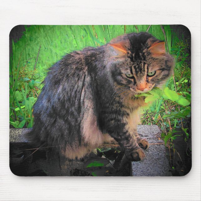 Maine Coon Cat on bricks Mouse Pad (Front)