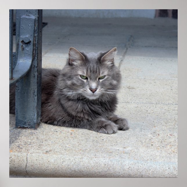 Maine Coon Cat Photo Poster (Front)