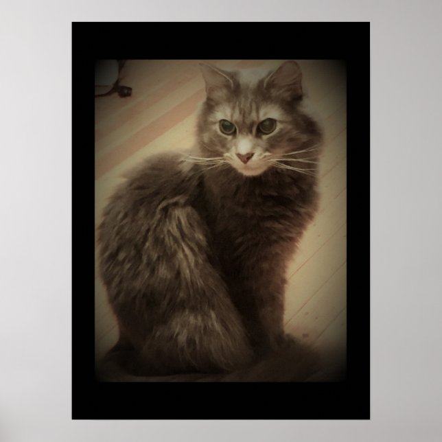 Maine Coon Cat Photo Poster (Front)