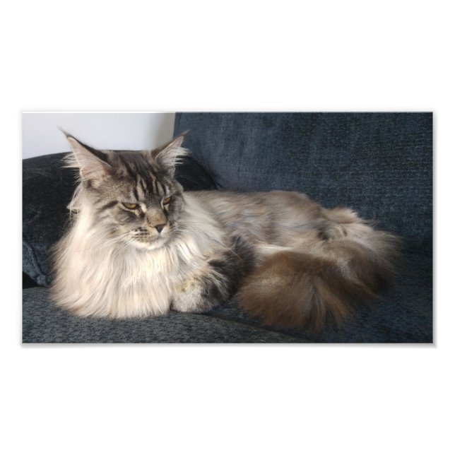 Maine Coon Cat Photo Print (Front)