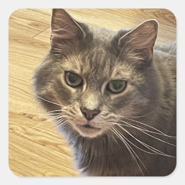 Maine Coon Cat Photo Stickers (Front)