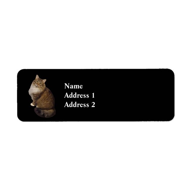 Maine Coon Cat Portrait (Front)