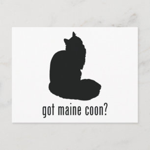 Maine Coon Cat Postcard