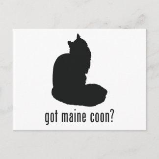 Maine Coon Cat Postcard