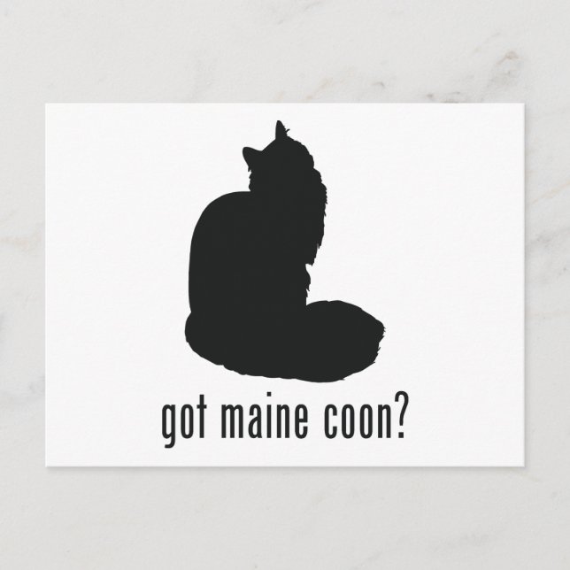 Maine Coon Cat Postcard (Front)
