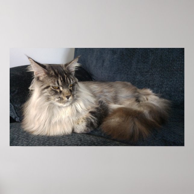 Maine Coon Cat Poster (Front)