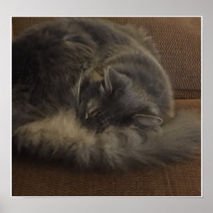 Maine Coon Cat Poster